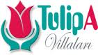 Tulipa